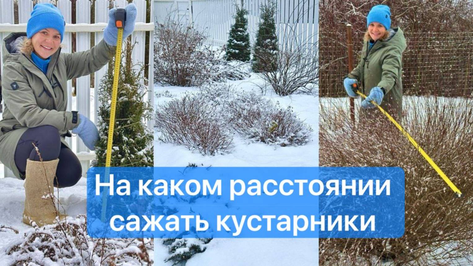 Размеры кустарников и расстояния между ними в трехъярусной композиции вдоль забора. Часть 1