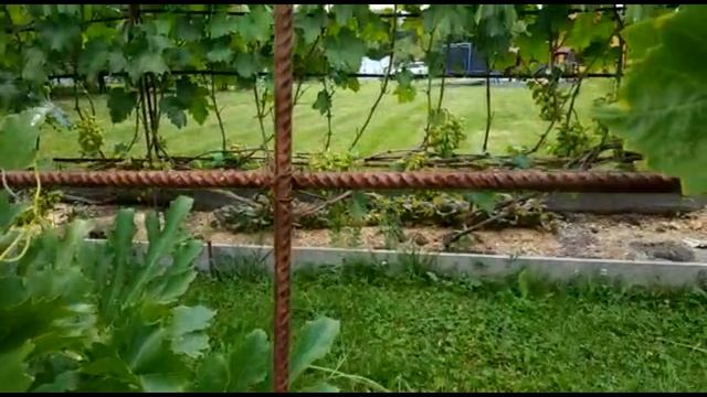 СРОЧНАЯ ОБРЕЗКА ВИНОГРАДНИКА В ХОЛОДНОМ АВГУСТЕ смотреть онлайн