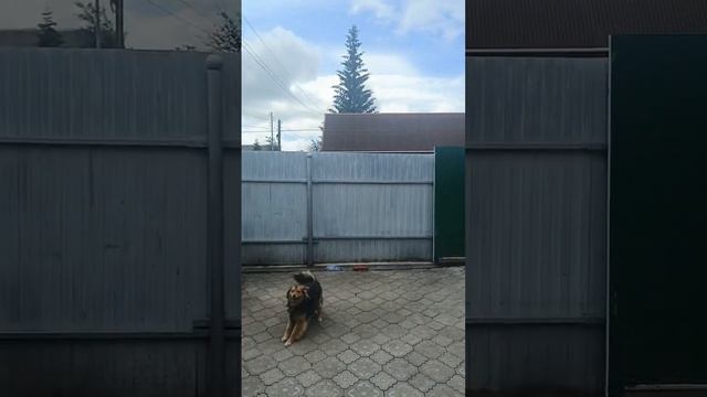 Собака злая очень🐕 #a4 #automobile #омск #стройка #топ #термопанели #юмор #дача #ремонт смотреть онлайн