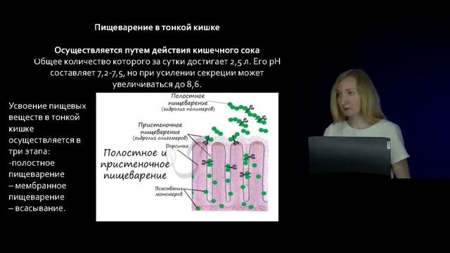 22 Физиология пищеварительной системы смотреть онлайн