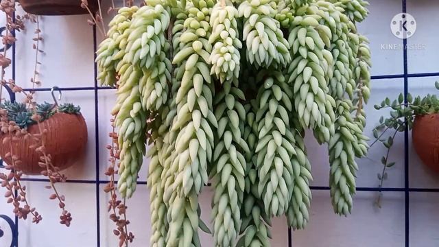 #sedum formas de cultivo смотреть онлайн