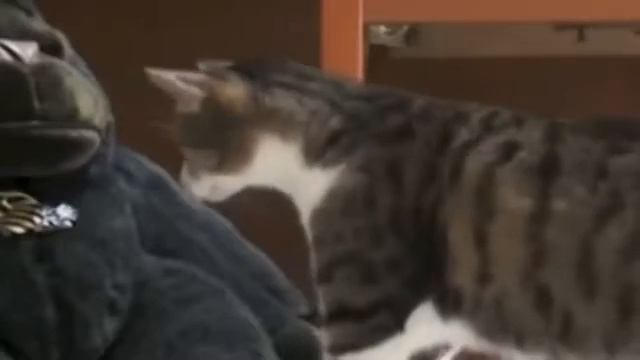 Всем по котику Выпуск 2 смотреть онлайн