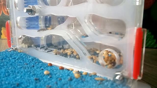 Муравьи в режиме таймлапс. Сундук наук. смотреть онлайн