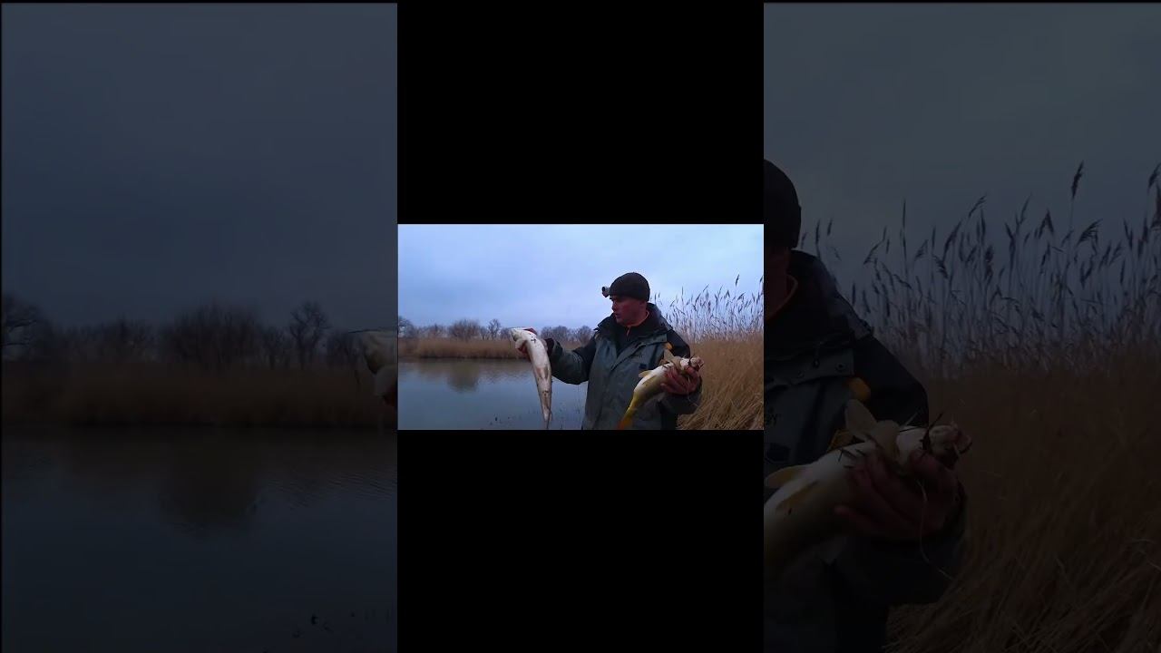 АМУР САЗАН!!! СЕЗОН ОТКРЫТ !!! #shorts смотреть онлайн