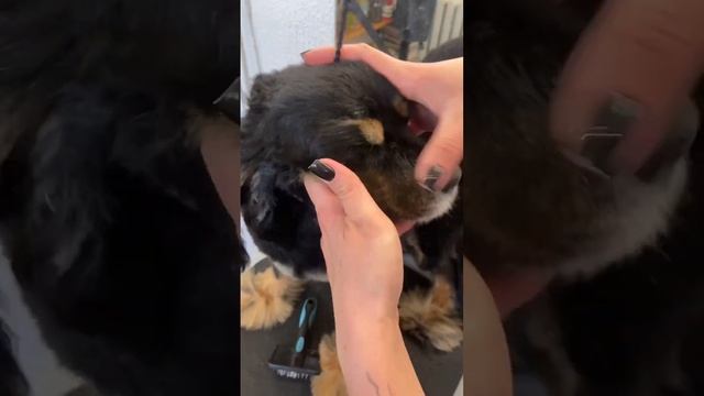Необычная стрижка😊 #viral #собака #animal #puppy #doglover #dog #pet #cat #грумер