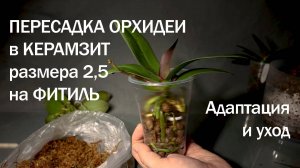 Пересадка Орхидеи В Керамзит Из Размера 2,5 на фитиль. Адаптация И Уход За Орхидеями В Керамзите