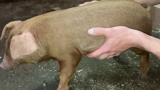 ДЮРОК / ВЕС ПОРОСЕНКА В 1 МЕСЯЦ смотреть онлайн