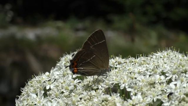 Herken de iepenpage (Satyrium w-album) смотреть онлайн