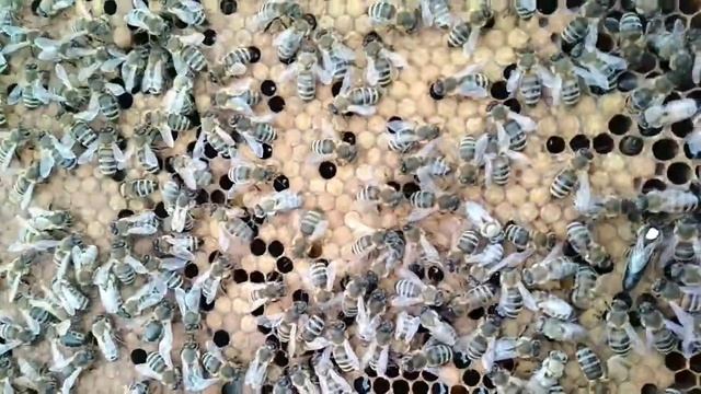 Отпалировали мисочки. Подсадили матку смотреть онлайн