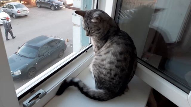 ждет рыжего кота🐈🐈🐈waiting for the red cat😺😸😼 смотреть онлайн