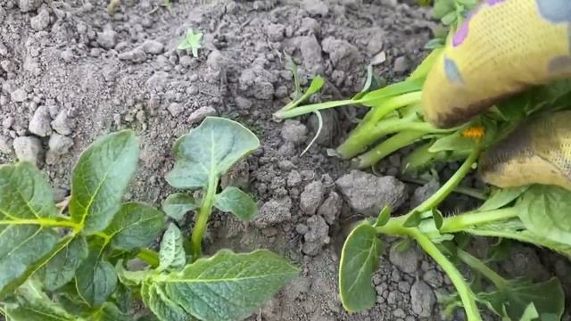 У нас весело😁Четыре сына дома😉❤️Спасаем картошку😲День удался👍 смотреть онлайн