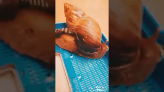 Как купать улитку, моё мнение смотреть онлайн