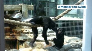 Animals and What They Can Do - English A0-A1 for Kids.