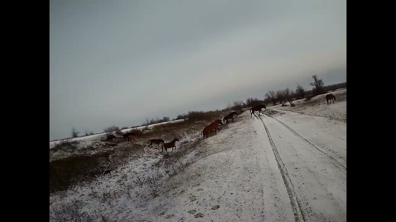 22.01.2024 ЧТО ДЕЛАТЬ? : ЛПХ В ОПАСНОСТИ часть 1 смотреть онлайн