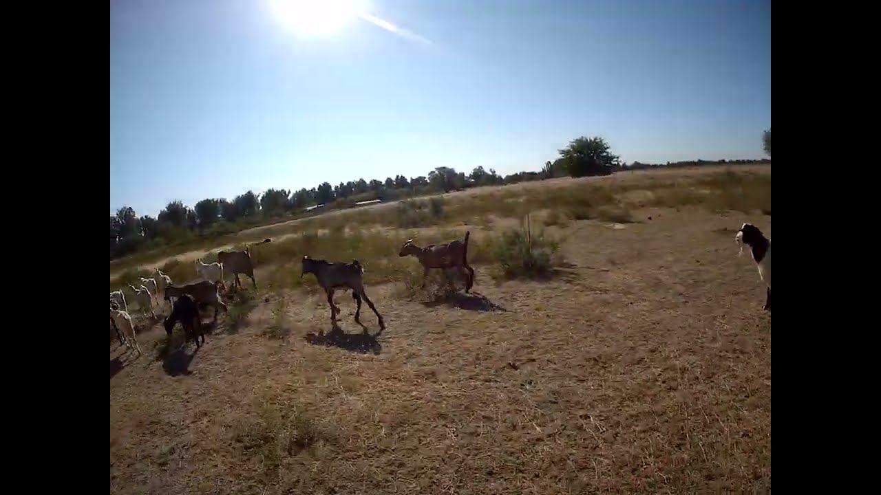 17.08.2024 ЧТО ДЕЛАТЬ? : ЛПХ В ОПАСНОСТИ смотреть онлайн
