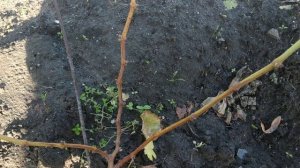 Виноград. Что оставить на весну