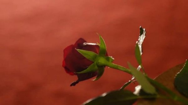 Danya / Даня - Включи шансон!