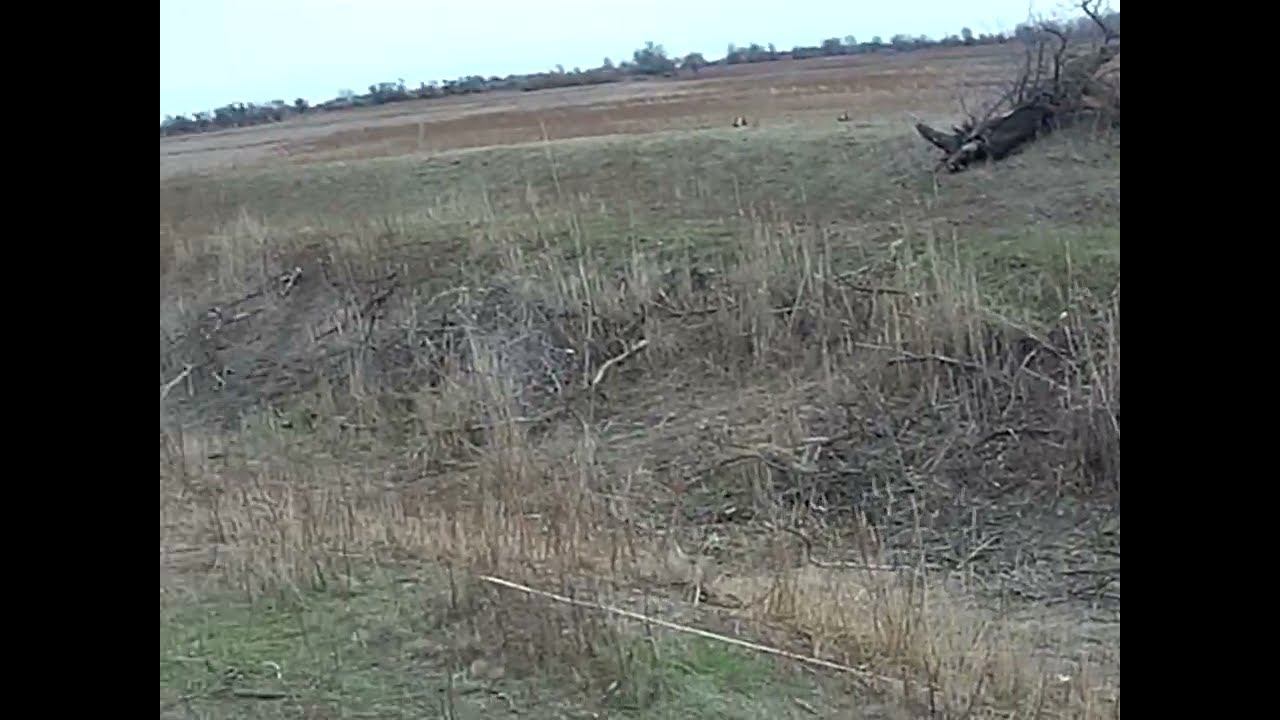 14.11.2024 ЧТО ДЕЛАТЬ? : ЛПХ В ОПАСНОСТИ смотреть онлайн