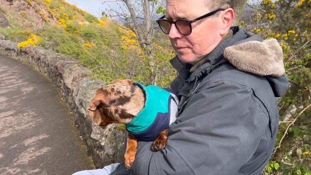Dachshund Puppy goes to EDINBURGH Scotland | Arthur's Seat | Holyrood Park | Bagpipes смотреть онлайн