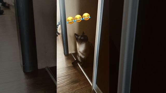 #2024 #russia #котики #beautiful