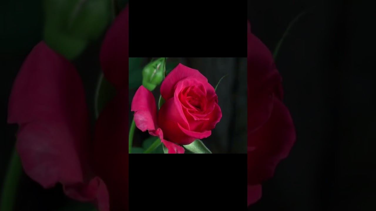 Sina Sarlak - Zire Saghfe Doodi