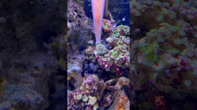 Feeding the reef! #reef#aquarium#earthday#reefaquarium#fishtank#coral#corals#reeftank#saltwater смотреть онлайн
