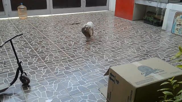 Perro va por chancla смотреть онлайн
