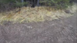 Результат ночного подхода к стае