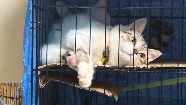 2025年01月19日 あ(Lv346816872) まゆ смотреть онлайн