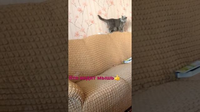 Британская кошка Бэлька😻 смотреть онлайн