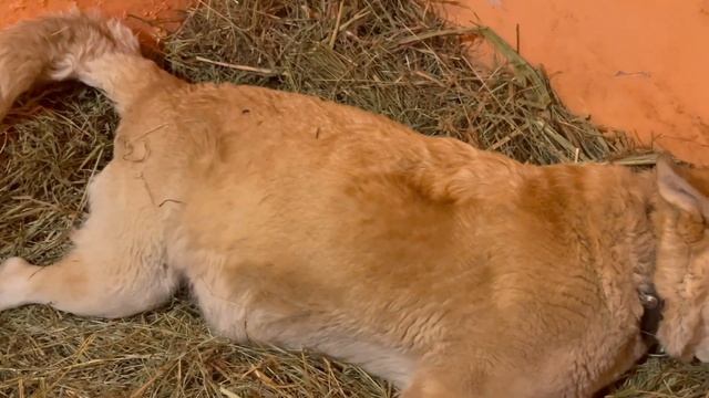 Белка разлеглась на сеновале смотреть онлайн