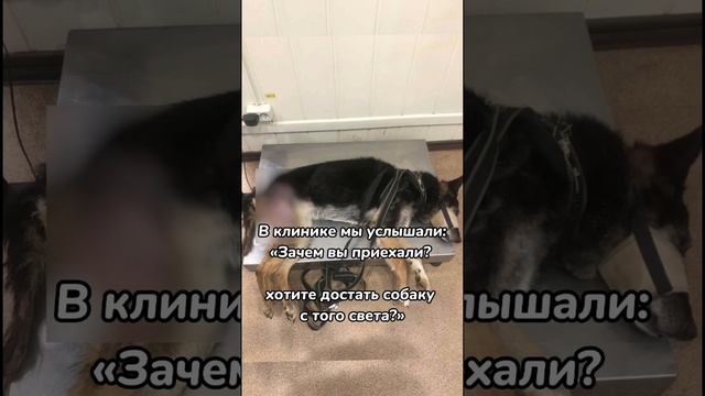 ❗️Посим помощи❗️У Чернышки отказали задние лапы #собака #shortvideo #youtubeshorts #приют смотреть онлайн
