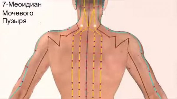 12 Меридианов организима человека (Русский)