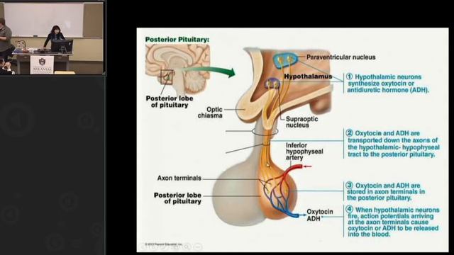 Tamara Hew-Butler. Exercise Associated Hyponatremia 2015-01 смотреть онлайн