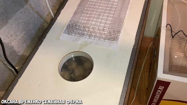 Яйцо со своего хозяйства / 100% ОПЛОД / 100% ВЫВОД смотреть онлайн