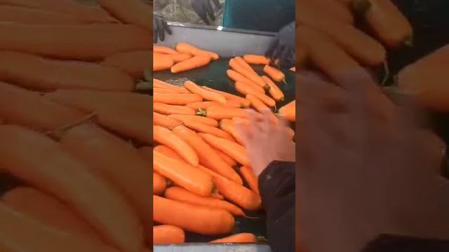 Морковь из Ирана. Под заказ.