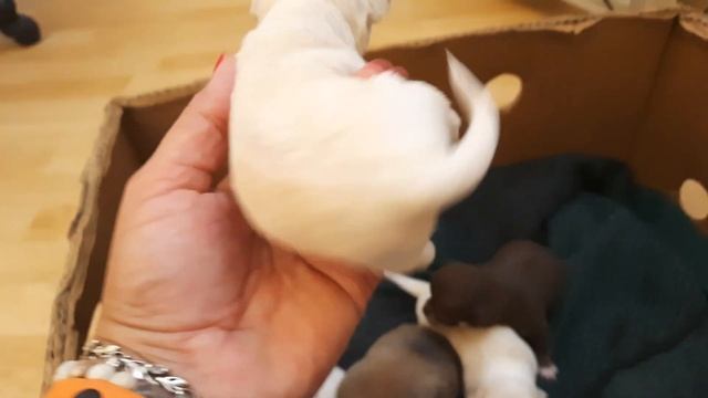 деткам Филиппа и Мэри 18 дней,милота чихуахуа Кастропуло Крым Симферополь 19.10.21 смотреть онлайн