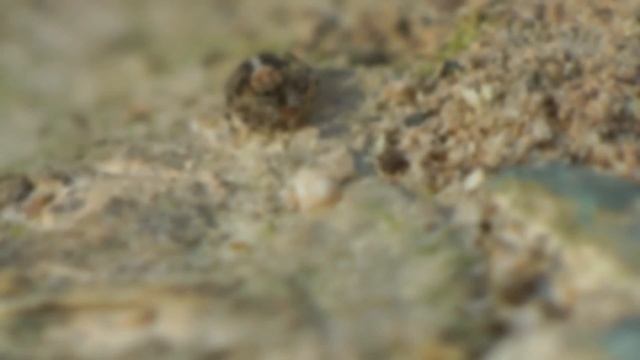 Jumping Spider Ambushes an Ant (Naphrys Acerba or Naphrys Pulex) смотреть онлайн