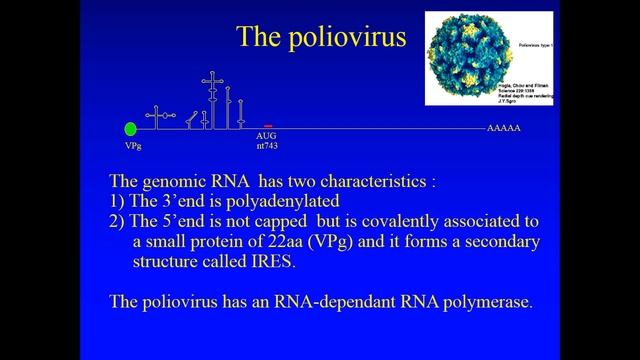 RNA viruses смотреть онлайн