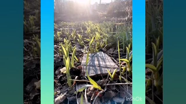 ДоброУтренняя 🎶 Открытка 💖 смотреть онлайн