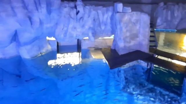 Океанариум в Валенсии 🐋🐬🦭🐠🦈 #испания #валенсия #океанариум смотреть онлайн