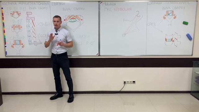 Капанджи. Позвоночник. Шейный отдел.