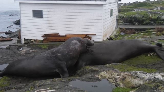 Elephant Seal Battle for the right to mate смотреть онлайн