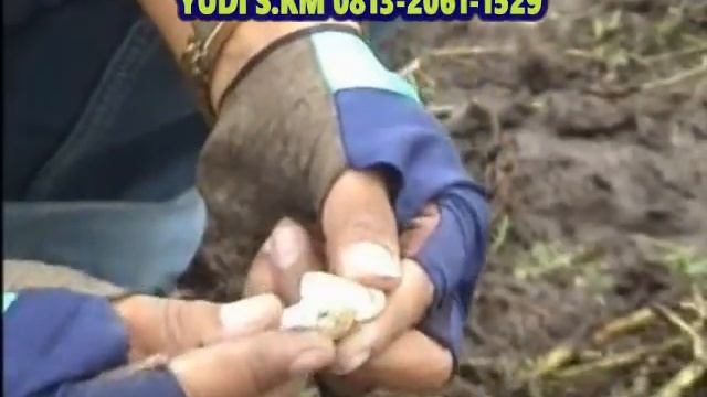 Aplikasi Produk NASA Pada Kacang Tanah Bantul смотреть онлайн