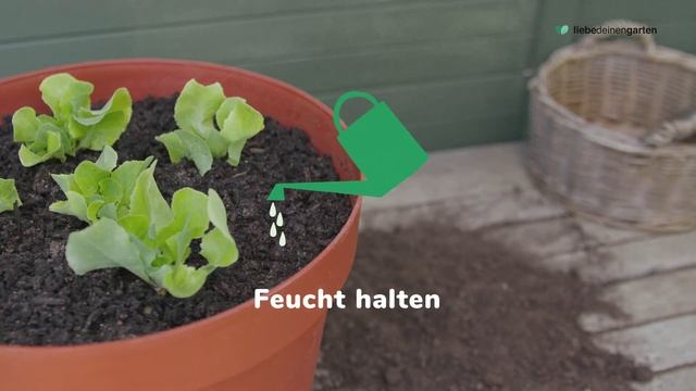 Salat aussäen, pflegen und ernten - das ganze Jahr смотреть онлайн