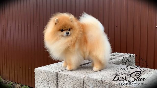 Шпиц ⭐️для Вязки в Уфе 💖 смотреть онлайн