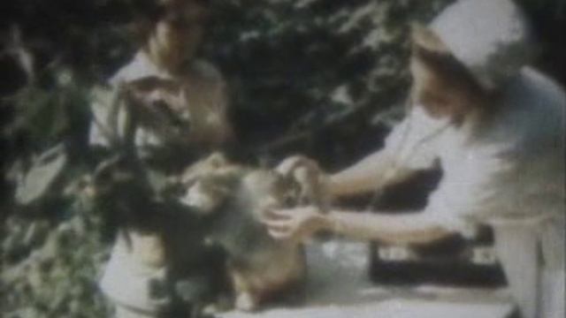 Короткометражный док. фильм 8 мм / АЙБОЛИТ В ЗООПАРКЕ ( БЕЗ ЗВУКА ) Сер 20 века смотреть онлайн