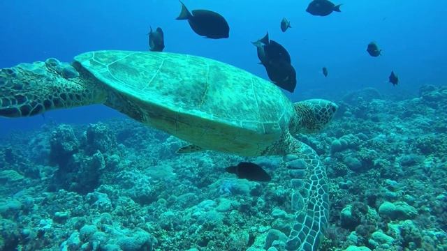 Aquarium 4k - Relaxation film with calming music смотреть онлайн