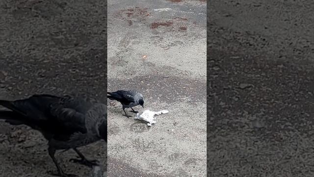 ГАЛКИ КУШАЮТ ФОЛЬГУ смотреть онлайн