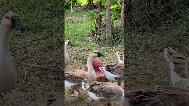 Beautiful Goose are eating their food -Raising natural geese смотреть онлайн